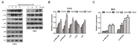 Methyl Sartortuoate Inhibits Colon Cancer Cell Growth by Inducing ...
