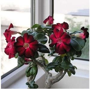 VibeX ® XXL-233 Adenium Obesum Desert Rose Seeds Seed Price in India ...