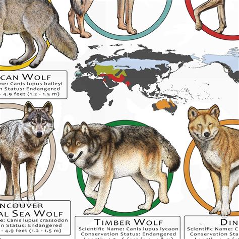 Timber Wolf Size Chart