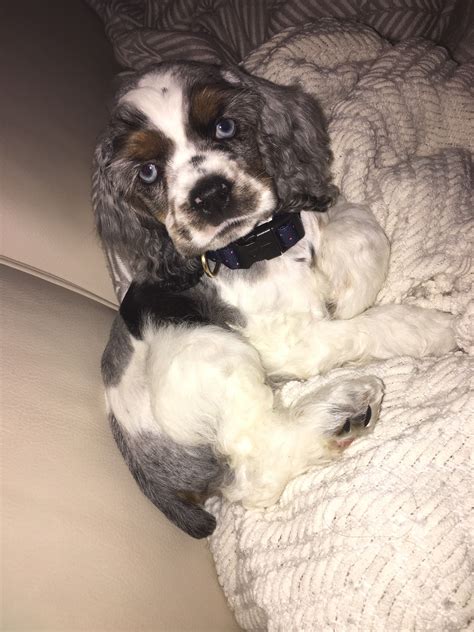 Blue Merle cocker spaniel | Cocker spaniel, Spaniel, Cute animals