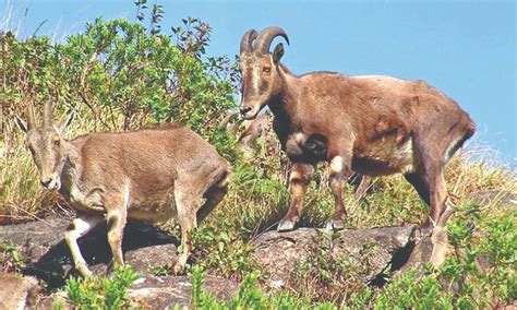 Project Nilgiri Tahr: Forest dept starts pilot study in Valparai