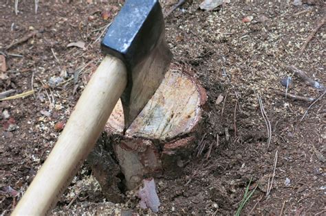 Tree Stump Removal Tricks 的图像结果