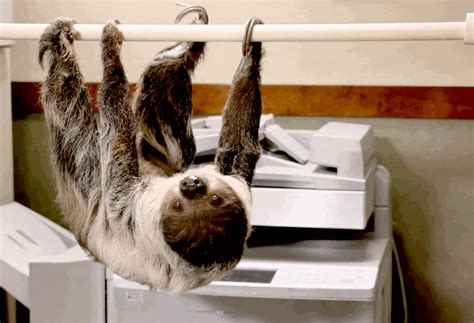 Image result for DMV Sloth From Zootopia