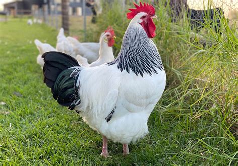 The Poodle and The Hen | Light Sussex Chicken Breeding