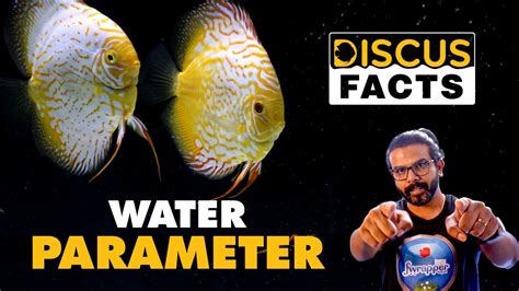 Image result for Discus Fish Water Conditions