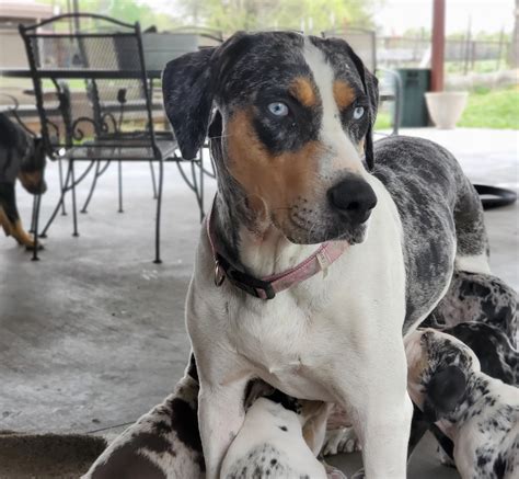 Trusted Catahoula Leopard Dog Breeders in the Country