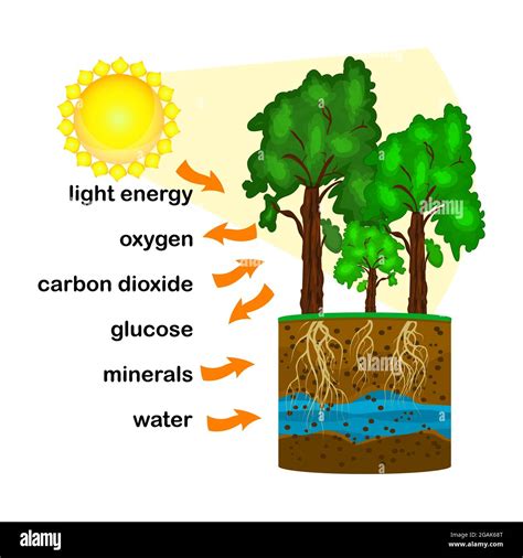 How Do Trees Give You Oxygen? The Science Of Photosynthesis Explained