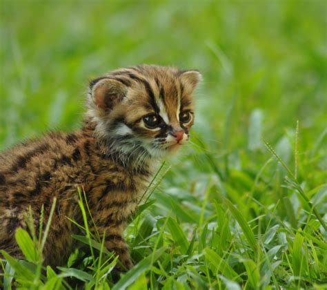 Forest Floor Animals