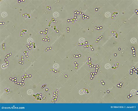 Budding yeast cells stock photo. Image of candida, disease - 98641836