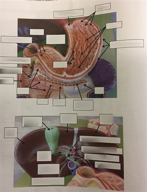 Image result for Digestive System Questions