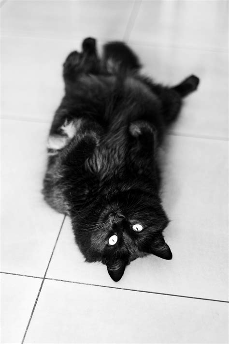 Down+Blouse+Gifs Photos, Download The BEST Free Down+Blouse+Gifs Stock ...