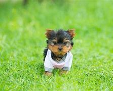 Image result for Teacup Animals