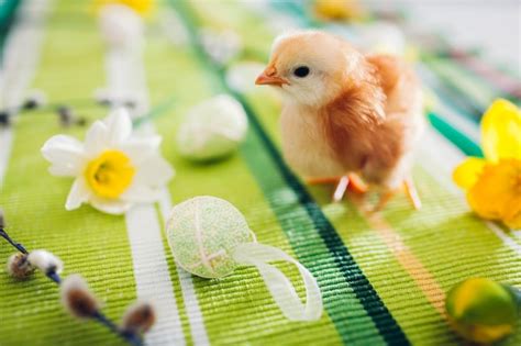 Easter Spring Chicken 的图像结果