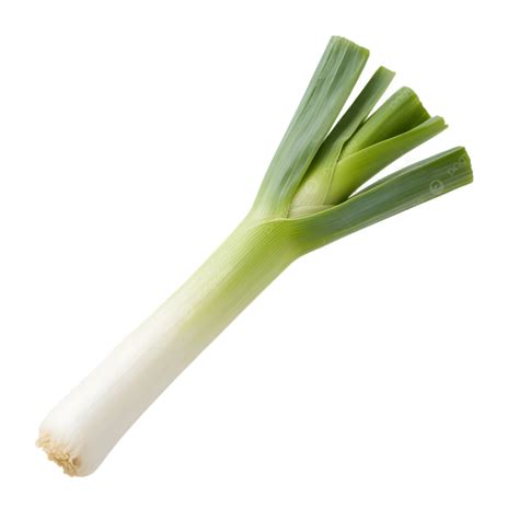 Whole Fresh Leek Long White Stalks Green Leafy Tops Transparent Background, Fresh Leek ...