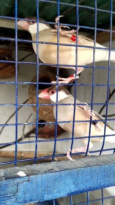 Image result for Fawn Java Sparrow