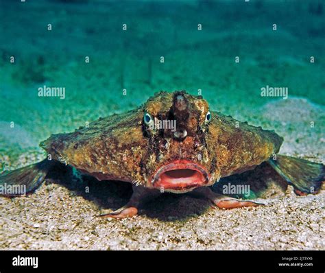 Red lipped batfish underwater marine life hi-res stock photography and ...
