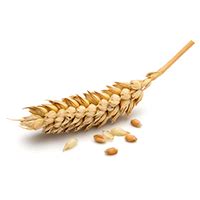 PHYTORx Rejuvina Herbcomplex Protective Lotion – Lotus Professional