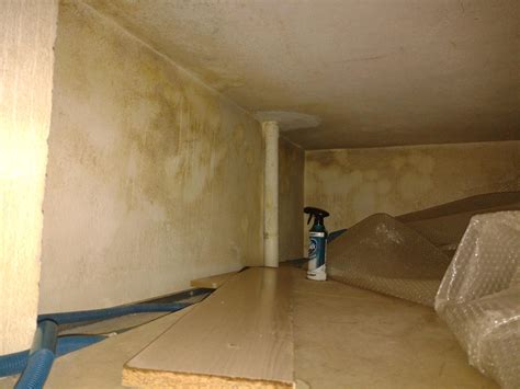 Mold in attic/storage above bathroom : r/Mold