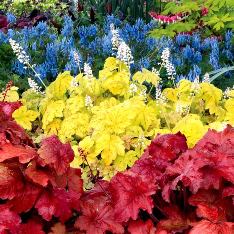 Heuchera ‘Fire Alarm’ | TERRA NOVA® Nurseries, Inc.