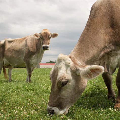 An Ode to the Most Beloved Cow: Holstein, Jersey or Brown Swiss — Half ...