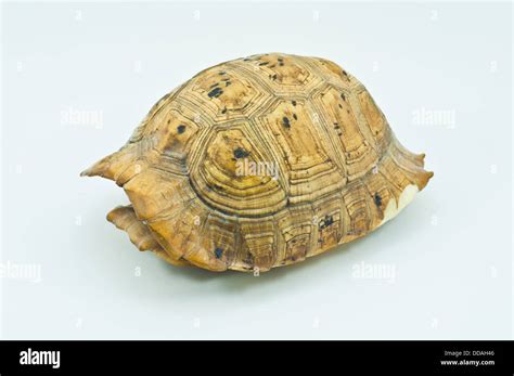 Image result for Empty Sea Turtle Shell