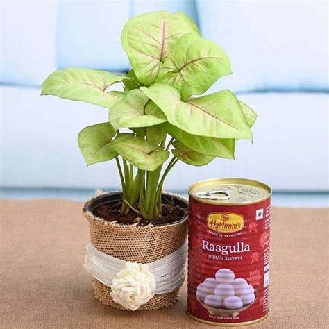 Buy Celebrate joyful moments with Syngonium and Rasgulla online from ...