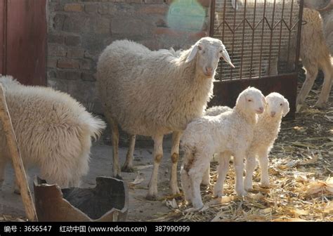 圈养的羊羊高清图片下载_红动网