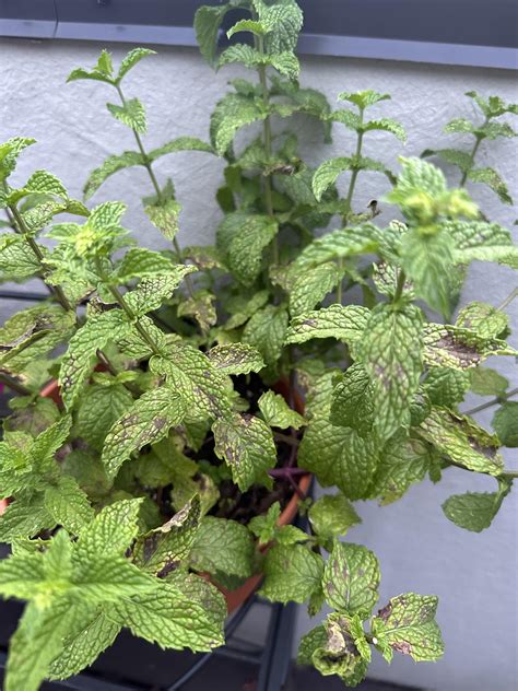 Does my mint have a fungal infection? : r/gardening