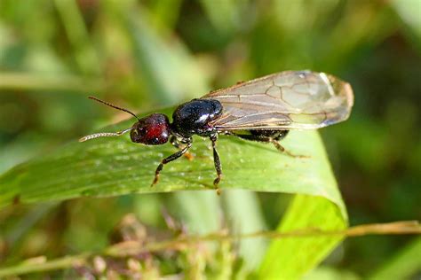Descubre el matriarcado de las hormigas aladas