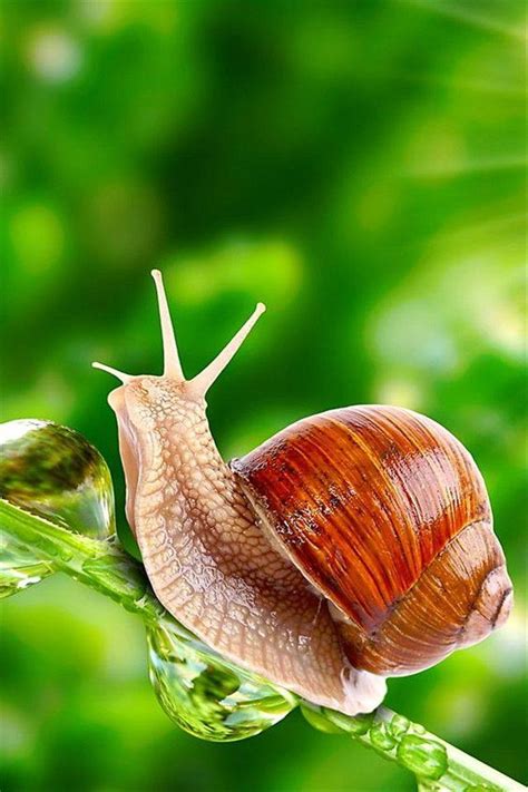【高清图】蜗牛-中关村在线摄影论坛