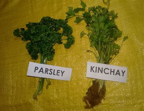 My Body. My Life . My Decision.: Are parsley and kinchay / kintsay the ...