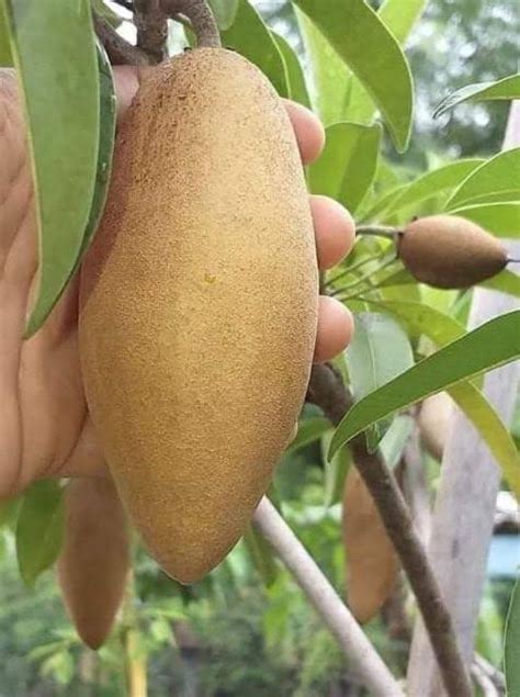 Thai Long Banana Chikku (Grafted) Fruit Live Plant : Amazon.in: Garden ...