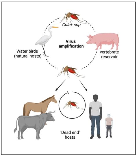 How Common Is Japanese Encephalitis In Vietnam
