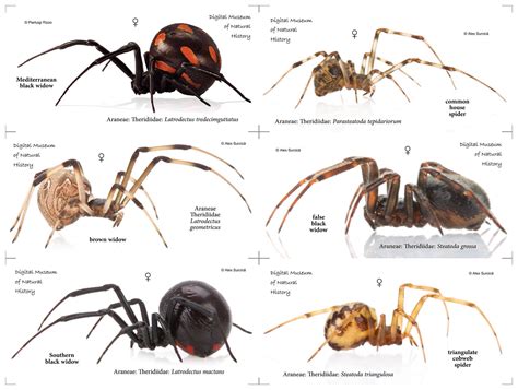 Types of Spiders Diagram