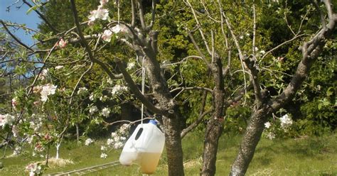Diy Apple, Homemade Apple, Natural Fly Trap, Apple Tree Care, Diy Garden, Garden Ideas, Codling ...