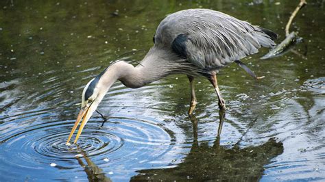 Tips For Protecting Your Koi Pond From Herons