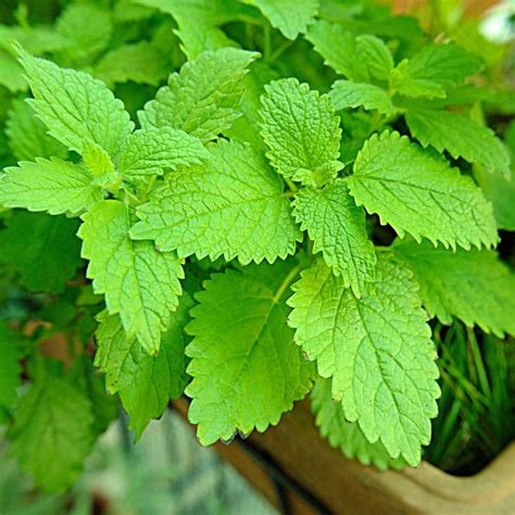 What Does The Lemon Balm Plant Look Like at Matthew Wetzel blog
