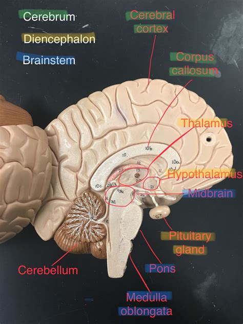Brain Model - (Somso) | Brain models, Anatomy and physiology, Brain anatomy