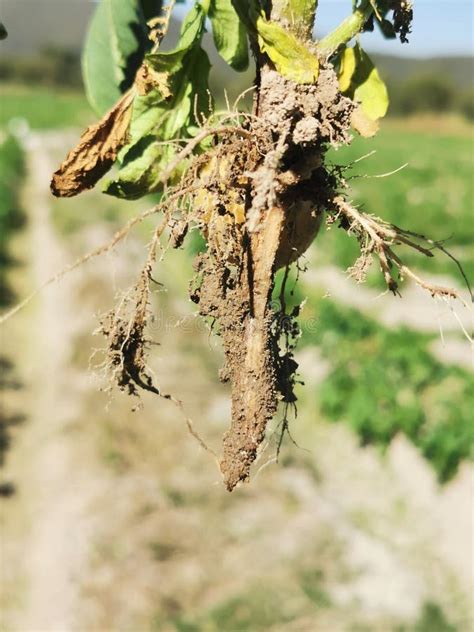 Image result for Plant Root Rot