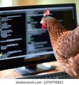 Image result for Hen Using a Computer