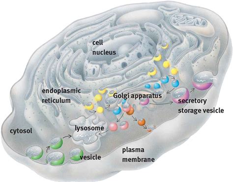 Endoplasmic Reticulum And Golgi Apparatus Work Together – HHEMQR