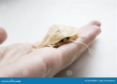 Archimandrita Tesselata is One of the Species of South American Cockroaches of the Genus ...