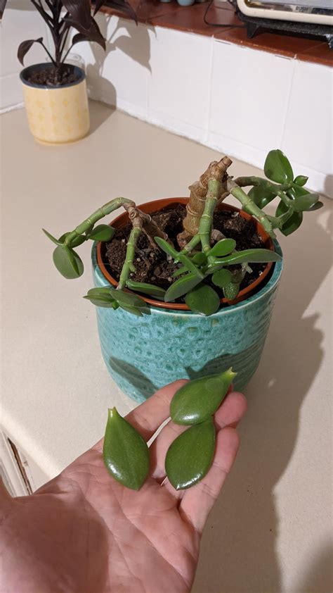 Why Are My Leaves Falling Off My Jade Plant at Ladonna Teal blog