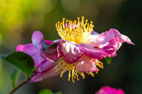 Garden Explorer | Lewis Ginter Botanical Garden - Richmond, Virginia, USA