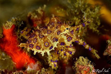 Image result for Blue-Ringed Octopus Hunting