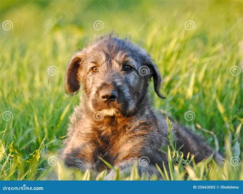 Irish Wolfhound Puppies For Sale In Ohio