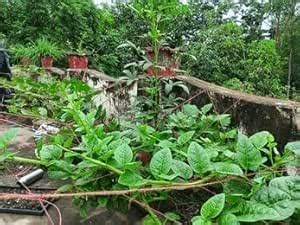 Basella alba seed, Pui shak seeds, Poi saag 100% Germination (20 seeds ...