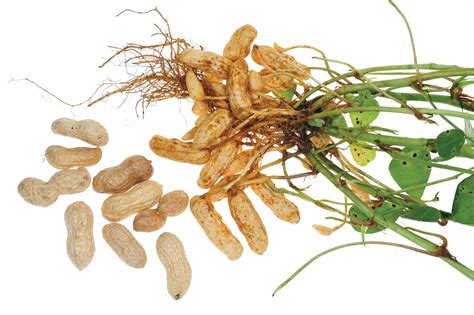 Peanuts Grow Underground Legumes at Rick Scott blog