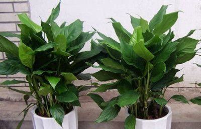 室内盆栽大型绿植哪种牌子比较好 室内大型盆栽绿植花卉价格