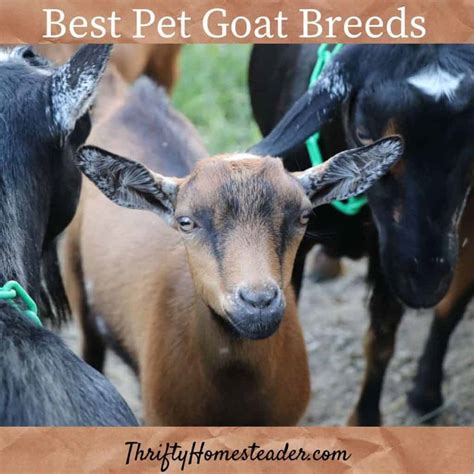 The Best Pet Goat Breeds -- and more